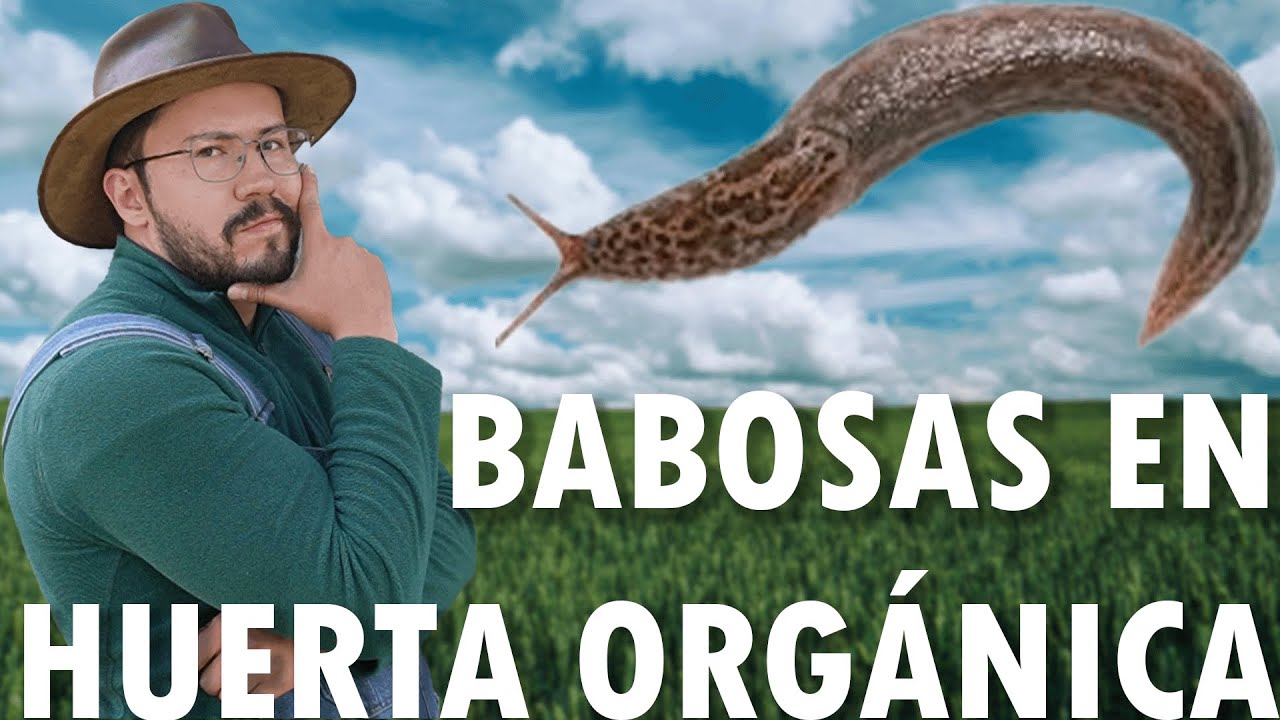 Adiós BABOSAS: Guía completa para salvar tu huerta 🐌
