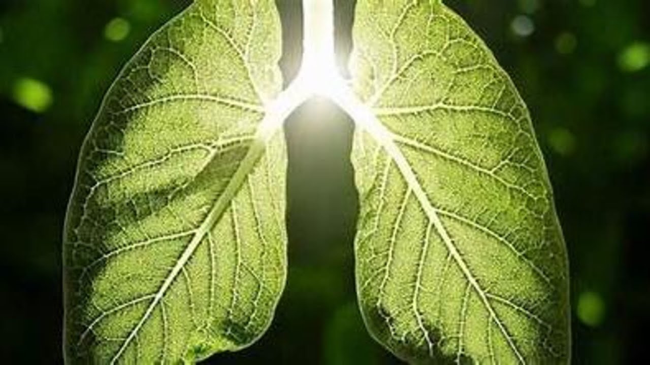 THE LUNGS (FEI) IN CHINESE MEDICINE QUIZ 2