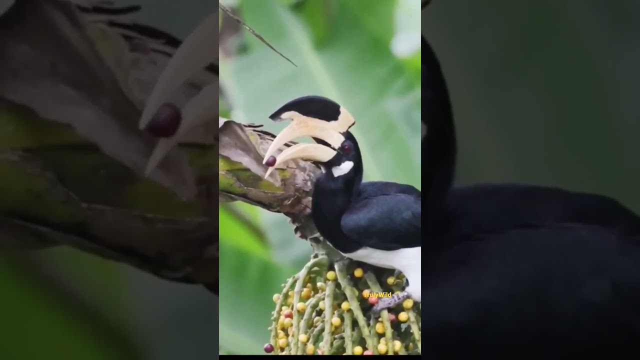 Malabar Pied Hornbill Toss #AjitHota #TrulyWild #hornbill #rare #trending #wild #viral Subscribe now