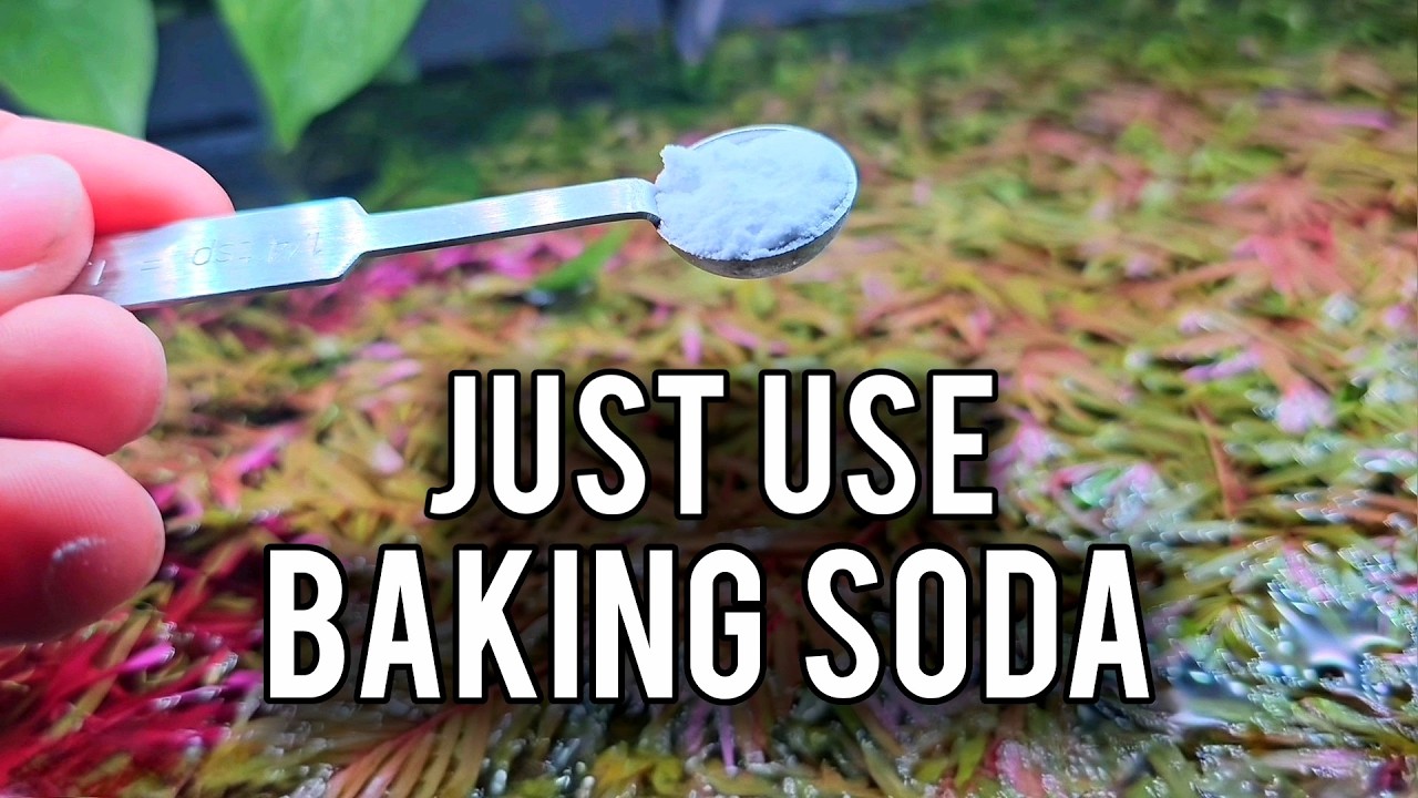 5 Tricks That Will Save Your Aquarium