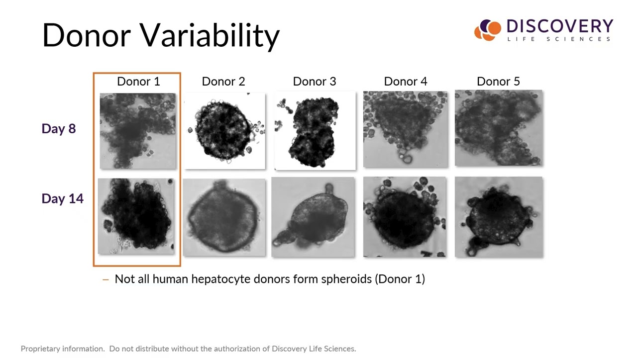 To the Third Dimension: How 3D Liver Models Are Transforming Drug Development