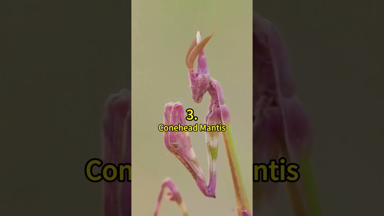 5 of the Most Amazing-Looking Mantis Species 😲 | Crazy Facts | Amazing Facts | Cute Animal Facts