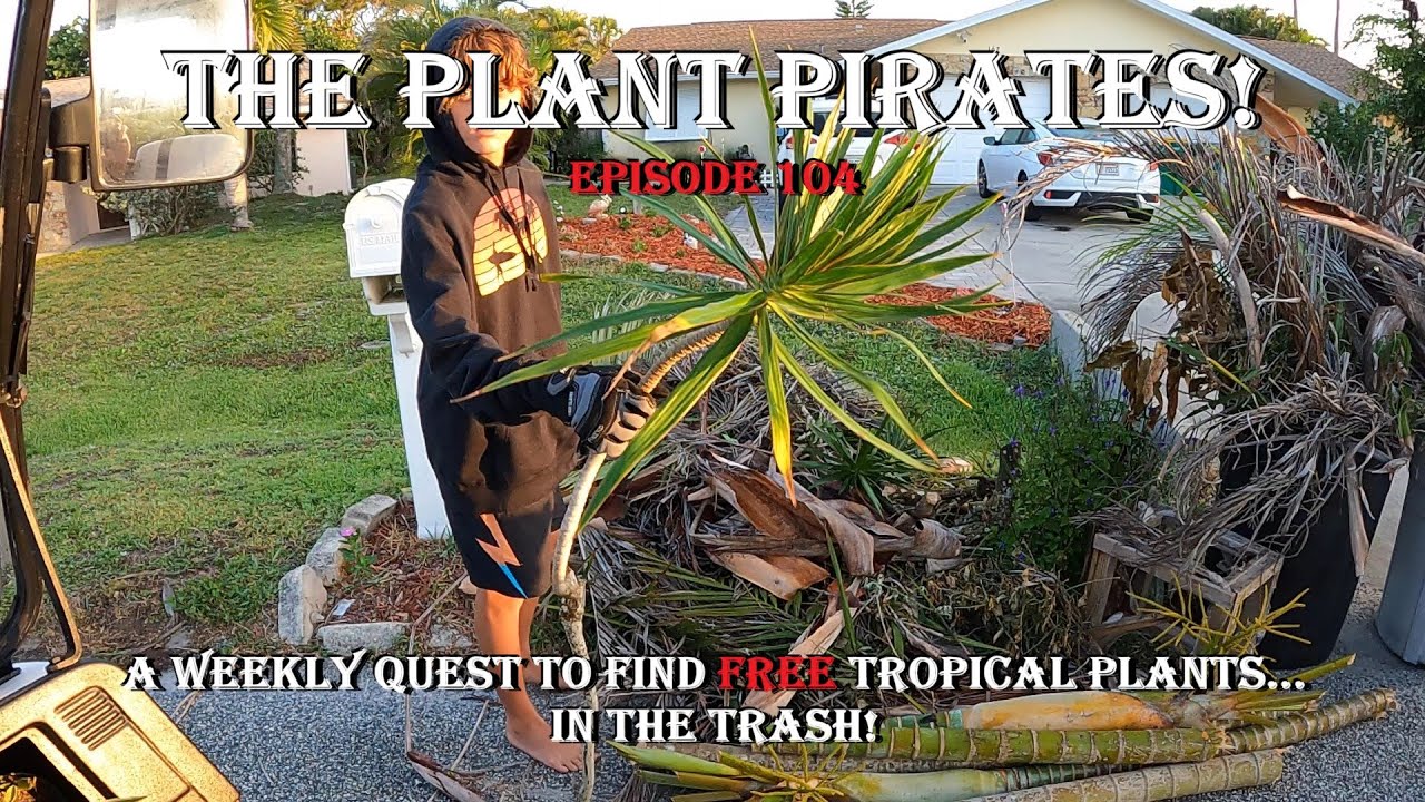 Finding FREE Tropical Plants in the Trash! The Plant Pirates Episode 104