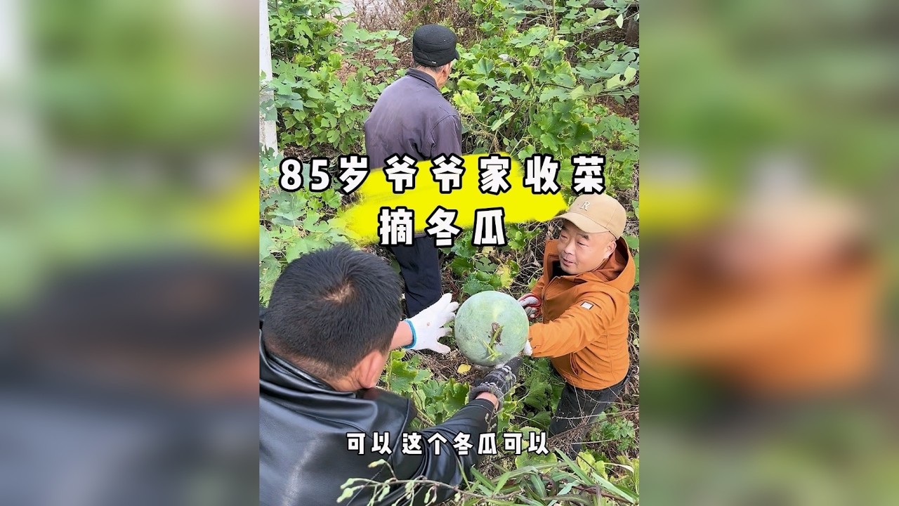 回到乡下爷爷家收菜摘冬瓜，朴实的爷爷在乡里种的毛冬瓜、条根白、大白菜、芹菜、榔头。爷爷种的菜比市场的菜好吃多了
