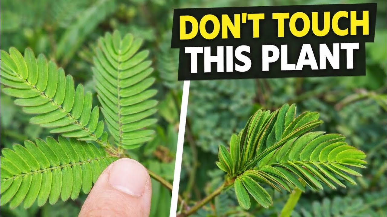 Touch This Plant… And Watch What Happens! 🌿