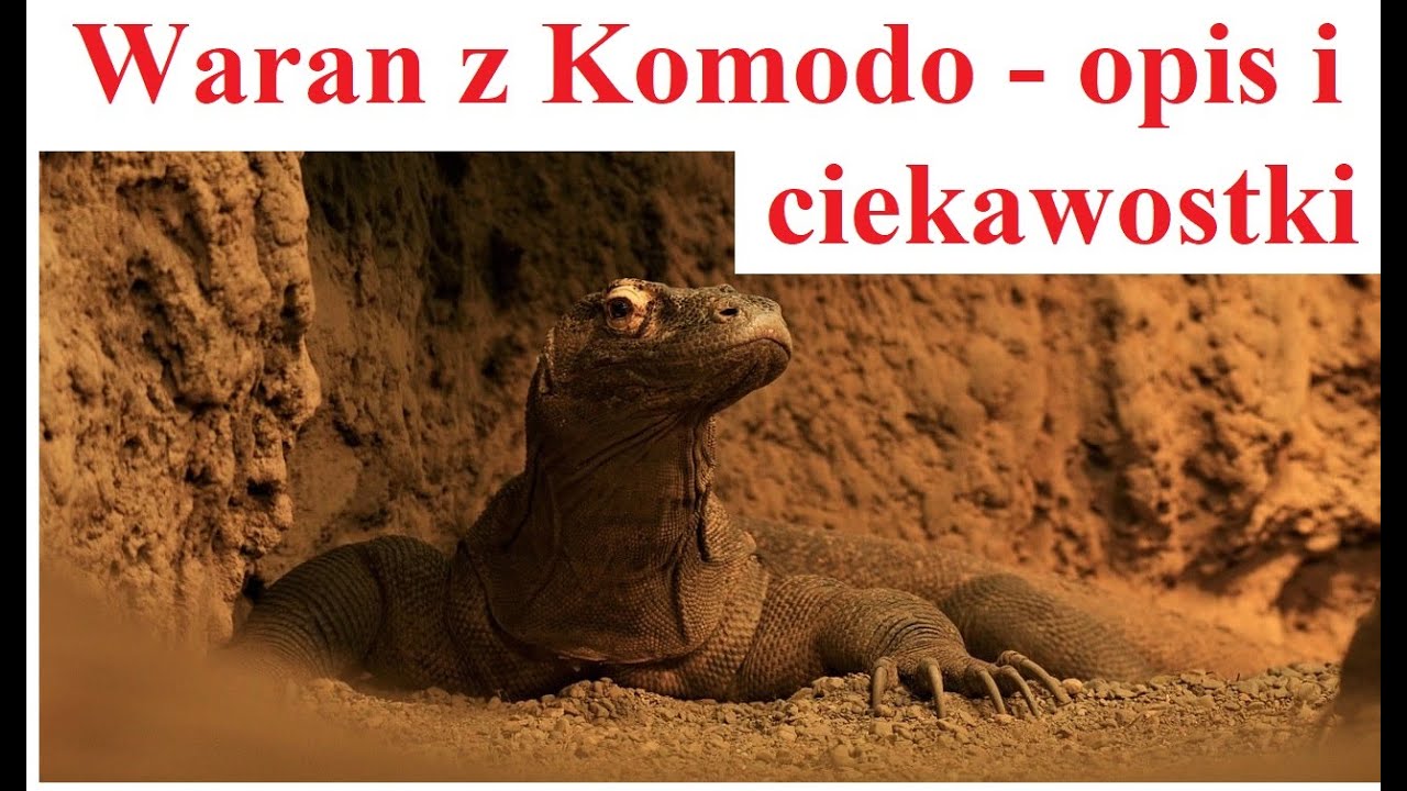 Waran z Komodo - opis i ciekawostki