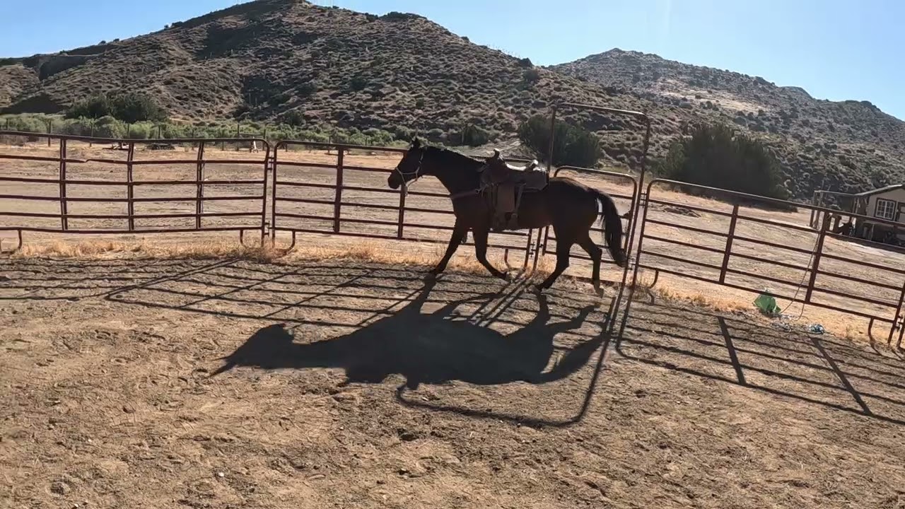 Reel: Great tips on sacking out / desensitizing and saddling your horse. 3#of10
