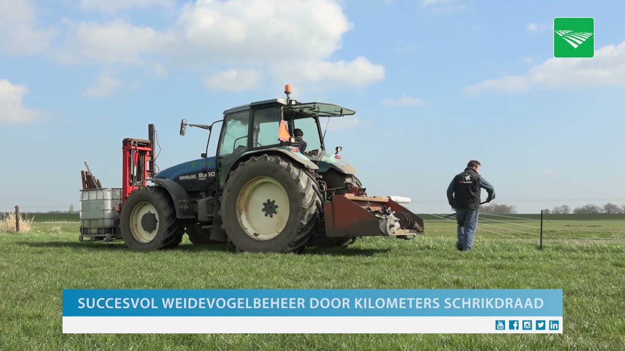 Succesvol weidevogelbeheer door kilometers schrikdraad
