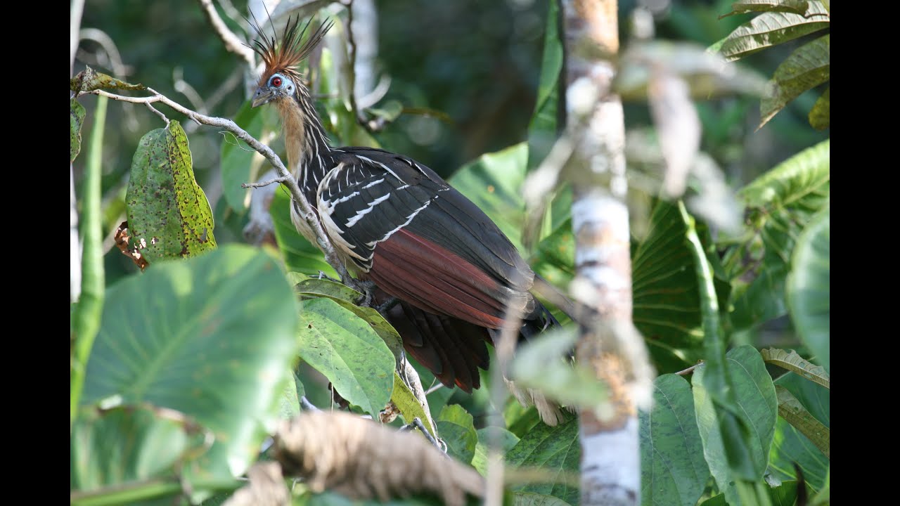 Ecuador -Into Amazonia (Ecuador-Andes and Amazon, Tropical Birding Nov/Dec 2007-part 2)