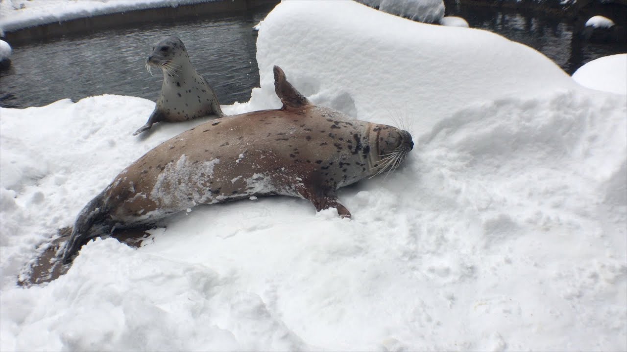 Harbor Seals are the Adorable Dogs of the Ocean