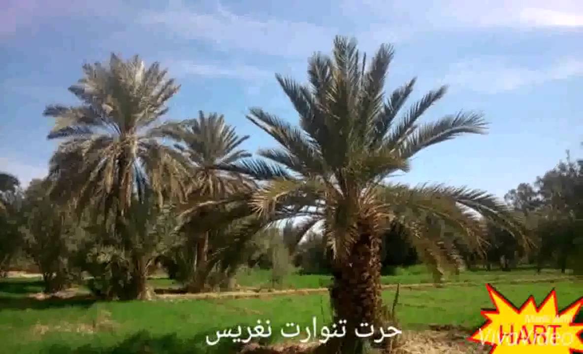 GOULMIMA Ksar Hart