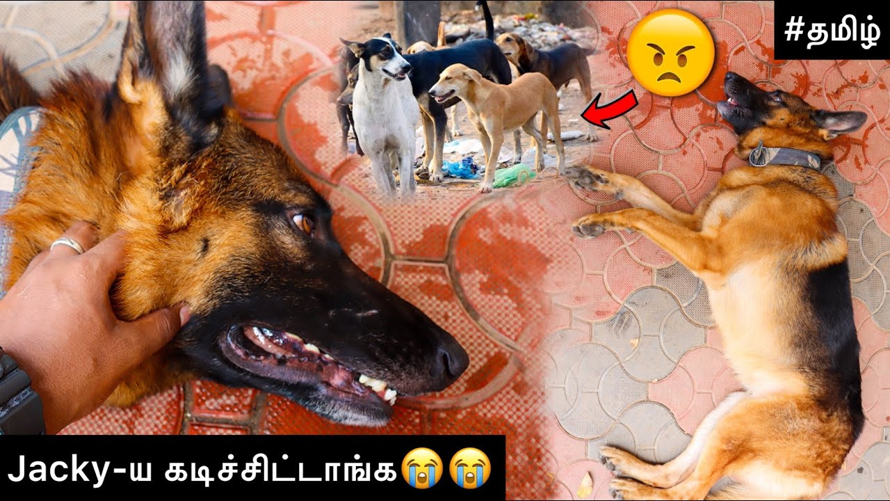 Jacky-ய கடிச்சிட்டாங்க😭 What happened to jacky😞 | Jacky the German shepherd