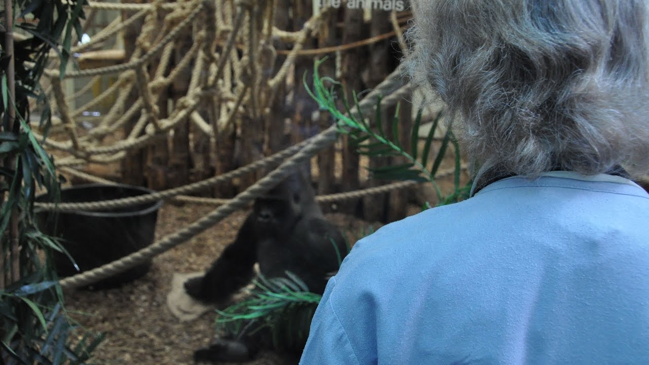 Virginia McKenna visits London Zoo
