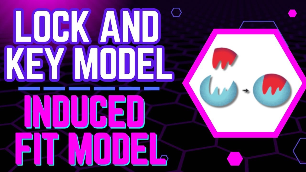 “Lock and Key Model & Induced Fit Model | Enzyme Mechanism Explained (Inter to A Level Biology)”