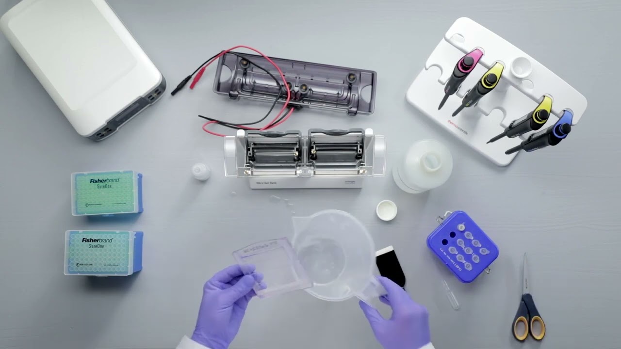 How to Run Protein Gel Electrophoresis (SDS-PAGE) | Step-by-Step Guide