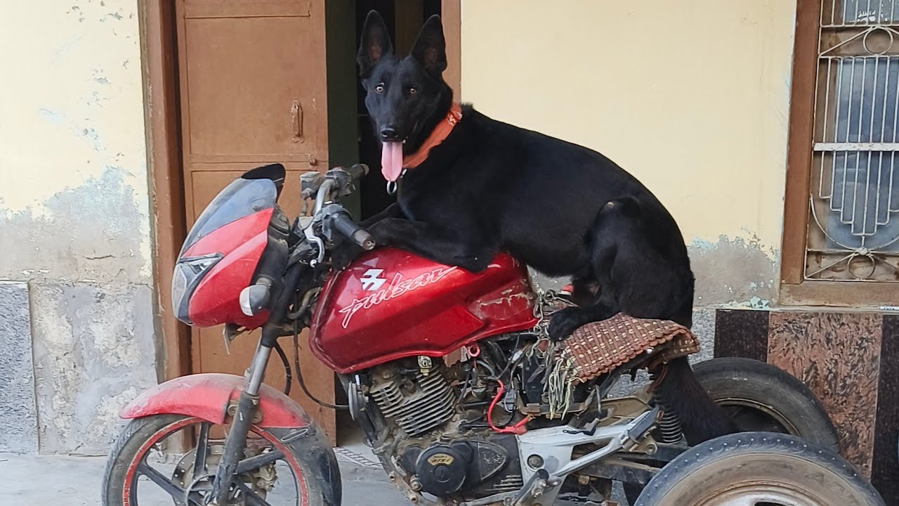 K9Traner is live ⛔