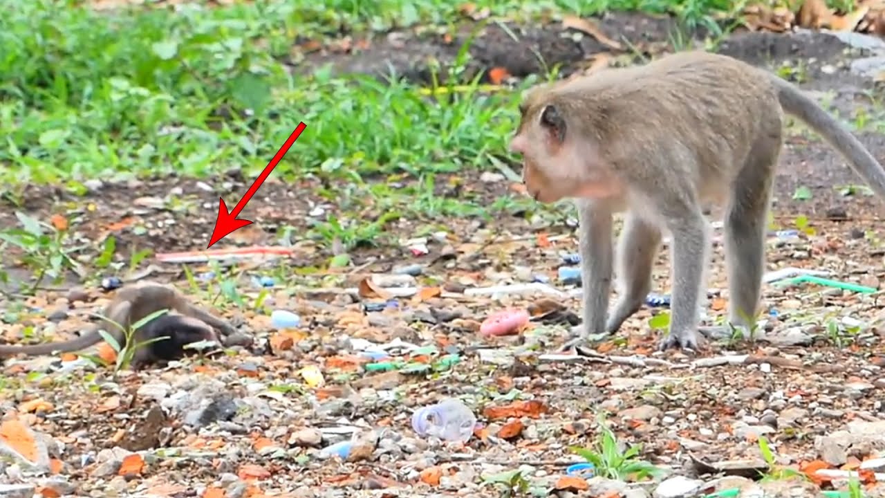 Million broken heart newborn baby monkey