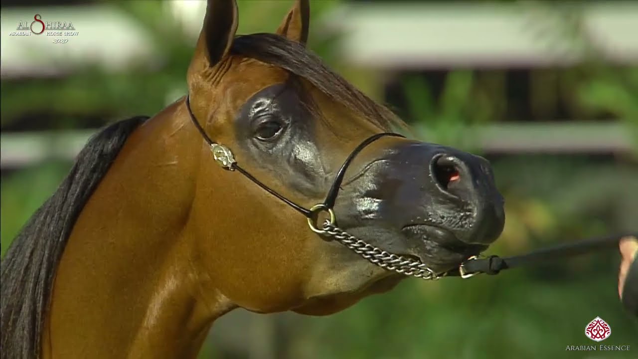 N276 NAJEM AL THURAYA - Al Shiraa Int. Arabian Horse Show 2020 -  Colts 2 Years Old (Class 8B)