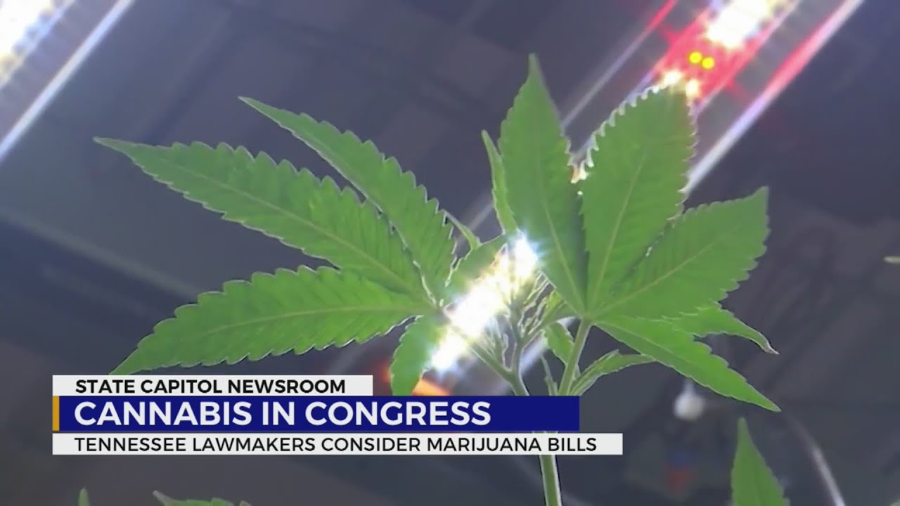 Cannabis in Congress