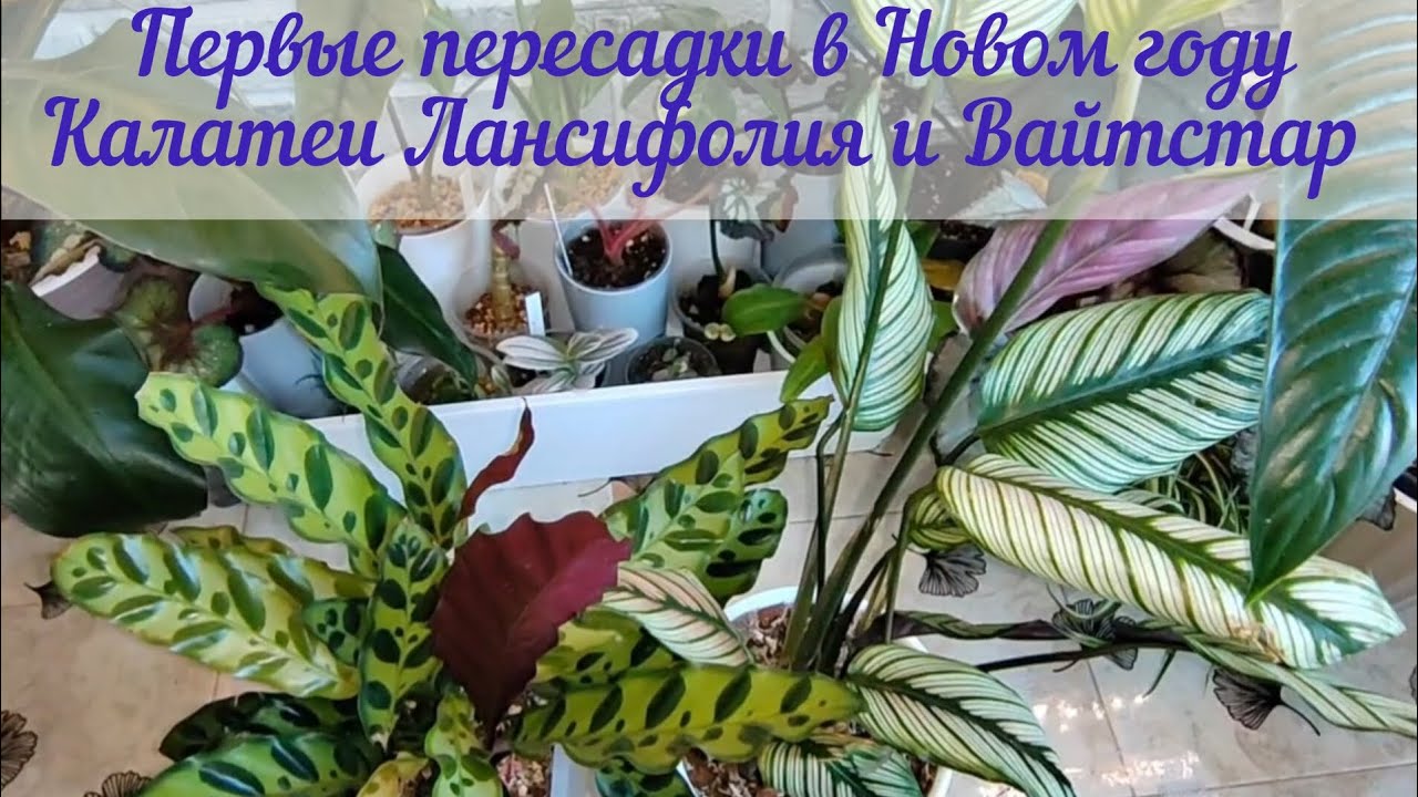 Пересадка калатей Лансифолия и Вайтстар.