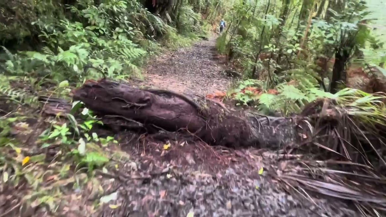 Walk/Hike Whakamarama trail in the Kaimai ranges