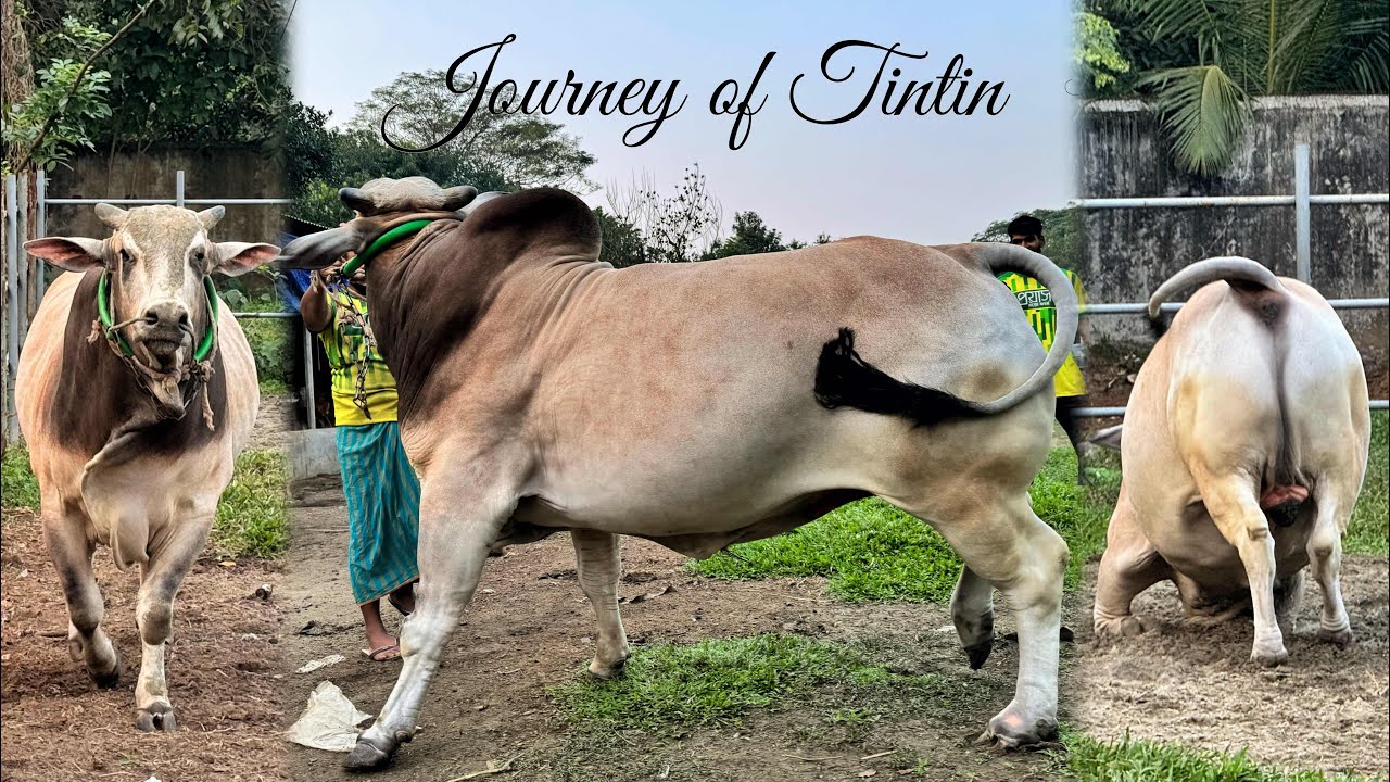 আমাদের টিনটিন ❤️ A Journey of Tintin 🖤 টিনটিনকে ছেড়ে দিলে কি করে দেখেন 😵‍💫😲