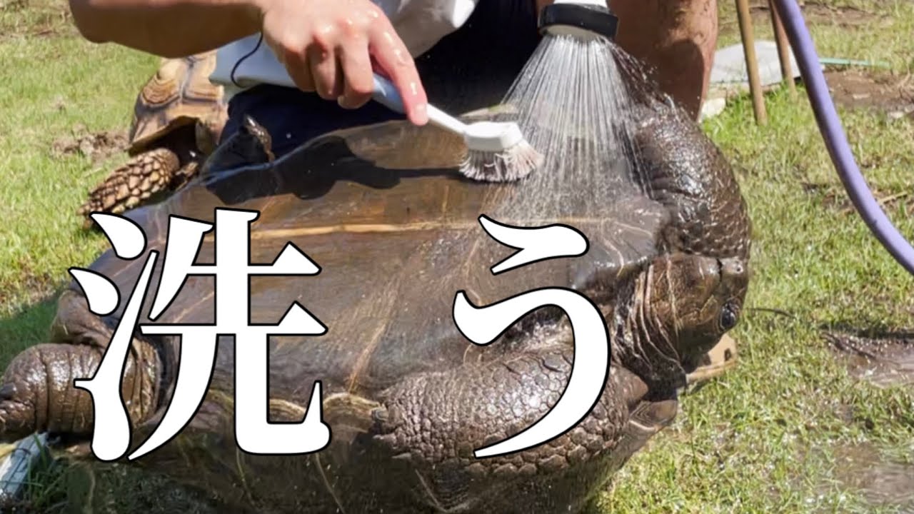 【カメを洗います】ゾウガメ・リクガメ⭐︎通年屋外飼育⭐︎2021年7月