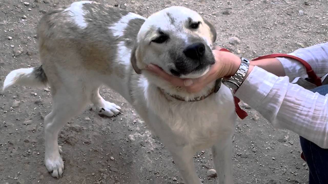 Rooney 2 Tracysdog