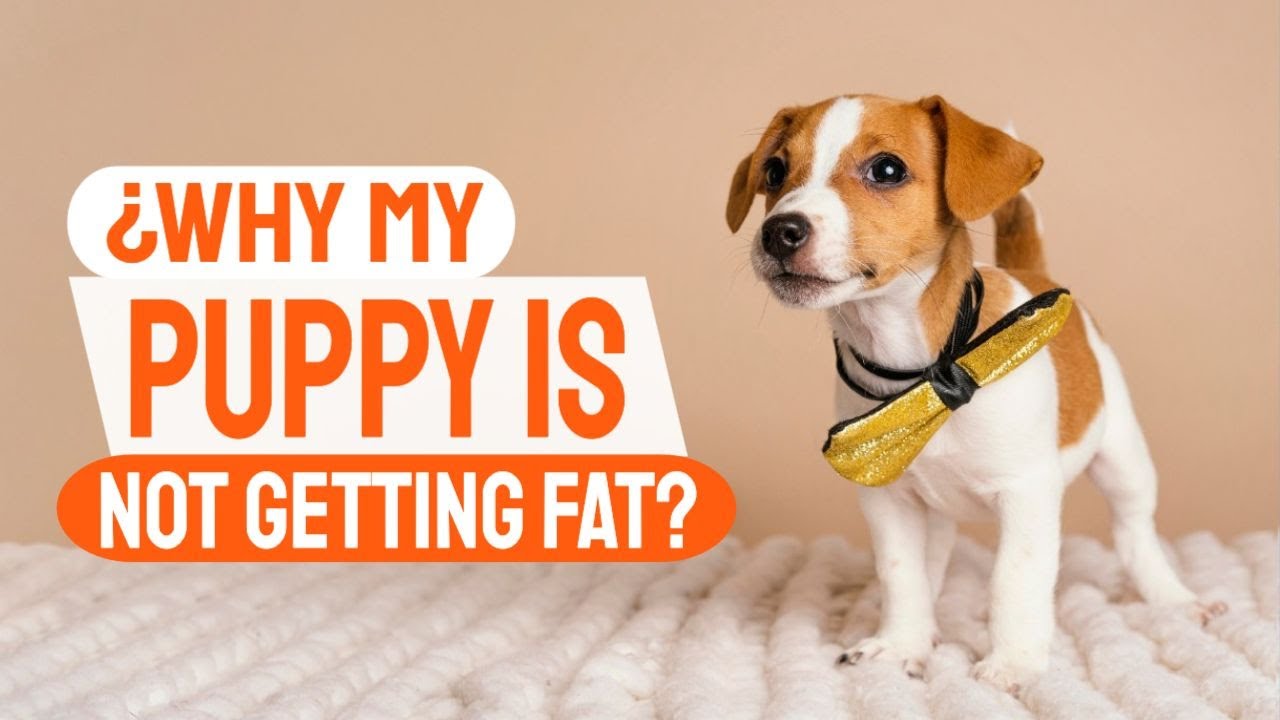 🤔WHY my PUPPY is not GETTING FAT and How to help him🐶