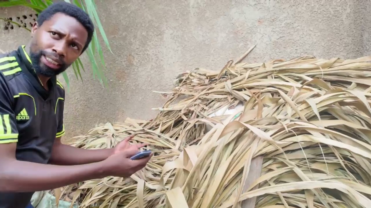 🍄 Discover How Juncao Grass is Turning into Mushrooms! 🌱 part1  +250784244459