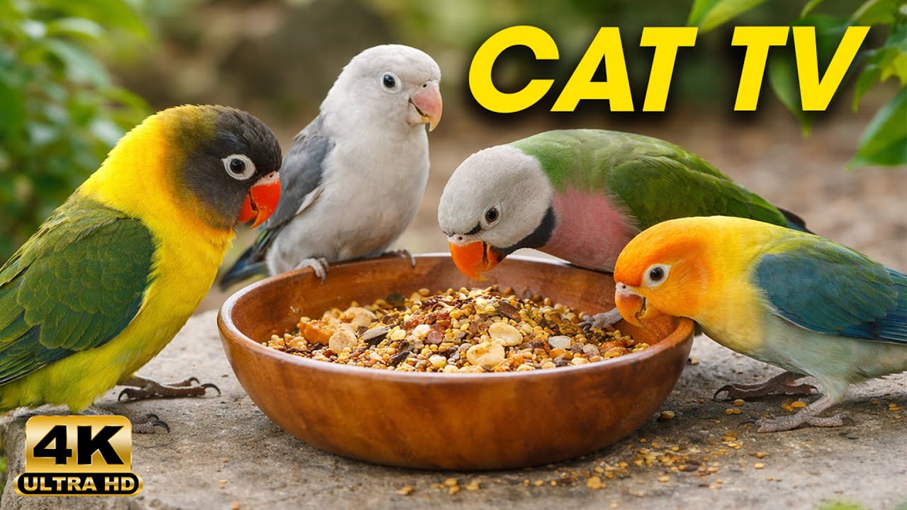 Birds For Cats To Watch Birds And Squirrels In Winter Wonderland 3 Hours Cat TV