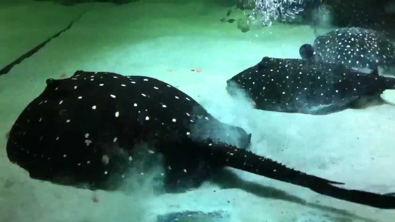 P14 itaituba stingrays by www.edesviziraja.hu