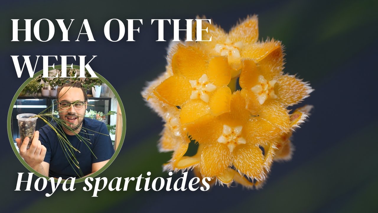 the curious case of Hoya spartioides | Hoya of the Week