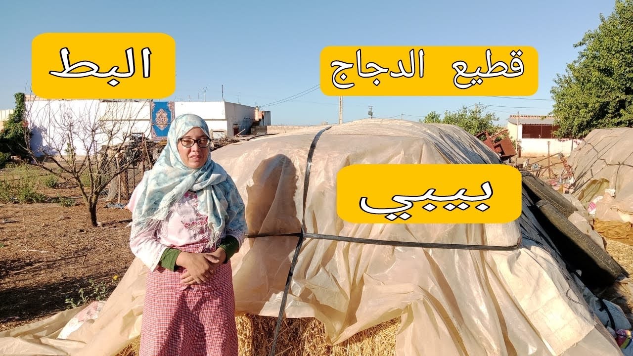 تربية الدجاج 🐔البياض بيبي 🦃البط 🦆وجبة اليوم استعدادات فصل الشتاء ❄️ 