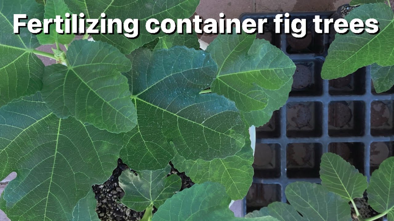 Fertilizing container fig trees