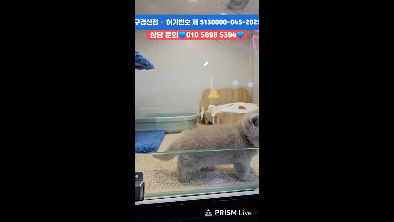 강아지분양💙고양이분양🔸️ 퍼피캣 대구경산점🔸️#강아지 #강아지분양 #대구강아지분양 #고양이 #고양이분양 #대구고양이분양 #애견분양 #대구애견분양 #라이브 #Live