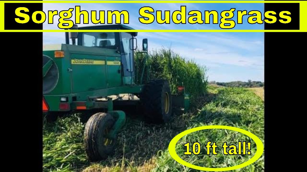Cutting & Chopping Sorghum Sudangrass |10 feet tall