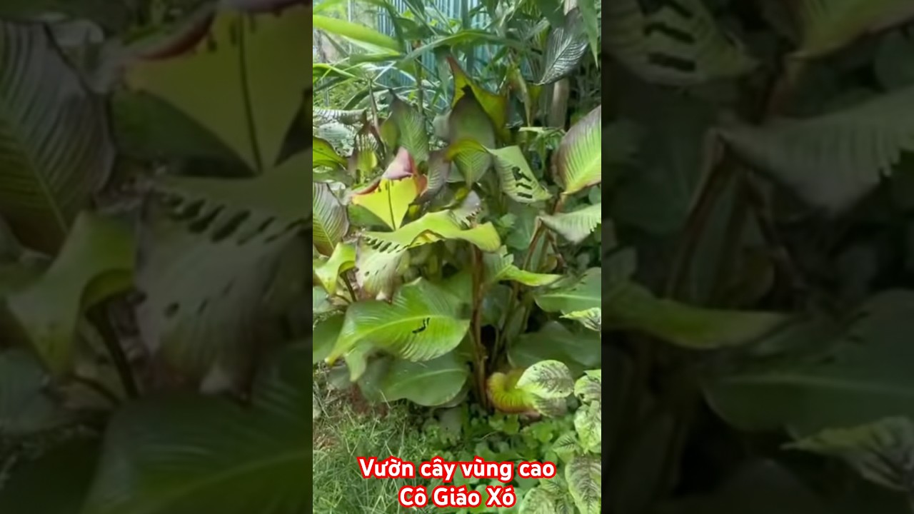 Vườn c&acirc;y v&ugrave;ng caoC&ocirc; Gi&aacute;o X&oacute; #doanvanbau #cogiaoxo