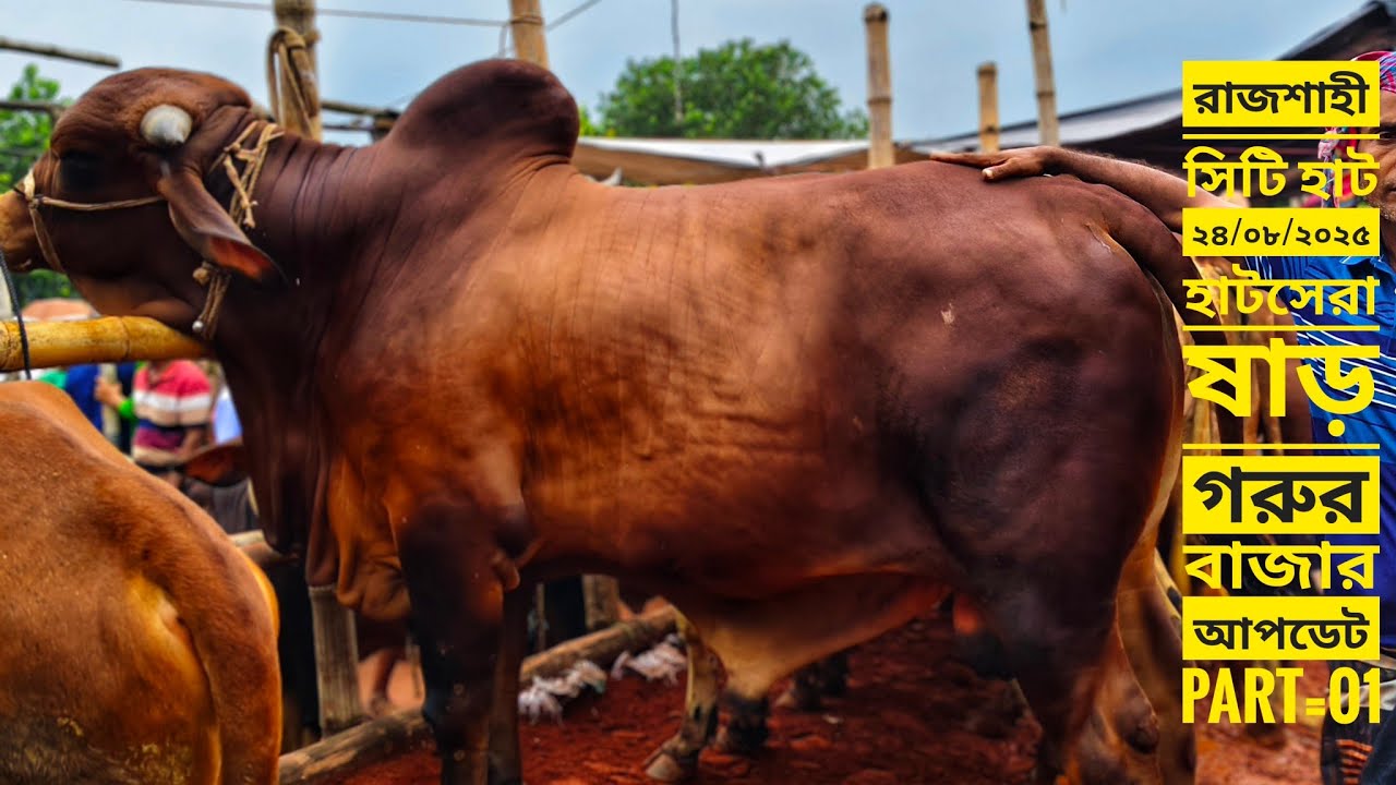 রাজশাহী সিটি হাট ২৪/০৮/২০২৫ হাটসেরা কিছু ষাড় গরুর রিয়েল দরদাম part=01