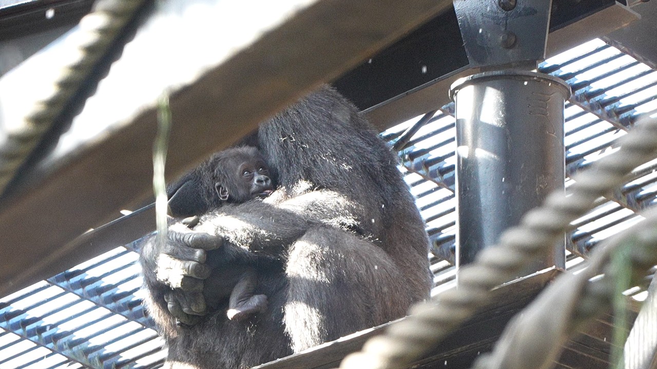 Киотское чудо: Невероятная привязанность матери Gorilla в сильный мороз Gorillas family / ape