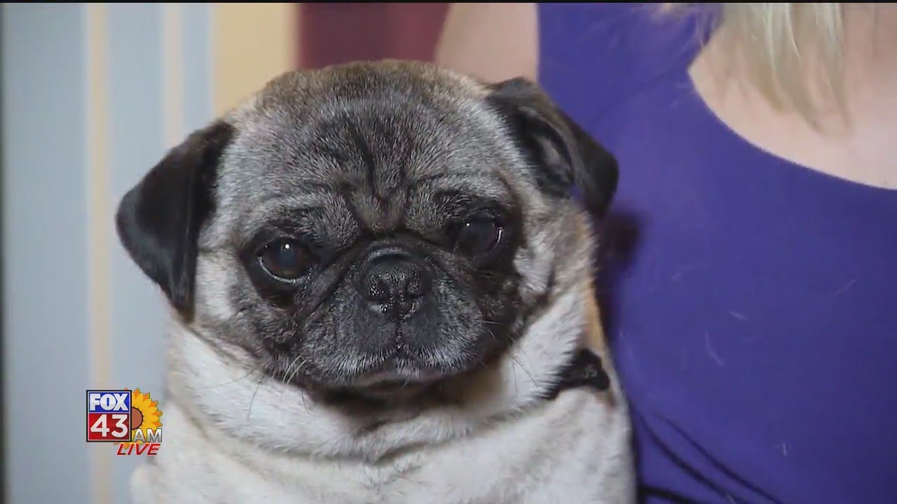 Pet Advice: Inappropriate Urination