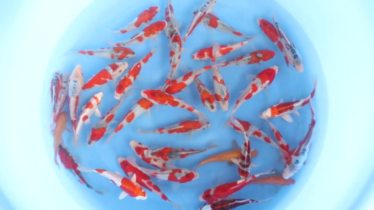 Aom 01