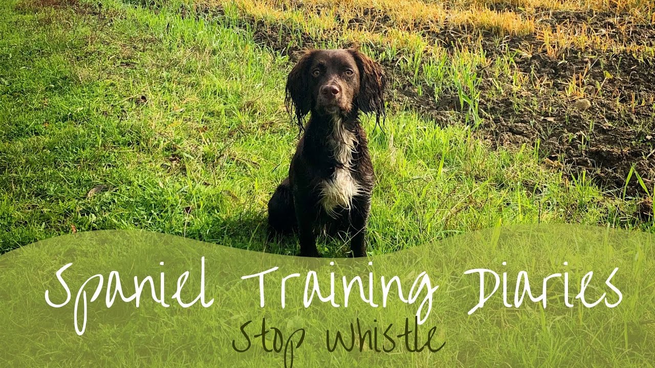 Gundog Training - Progressing the Stop whistle