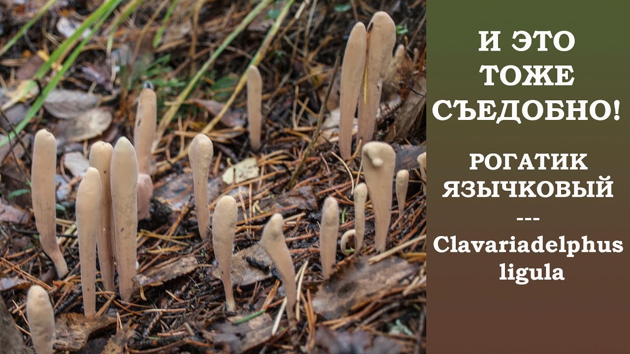 И это тоже съедобно!  Рогатик язычковый - Clavariadelphus ligula