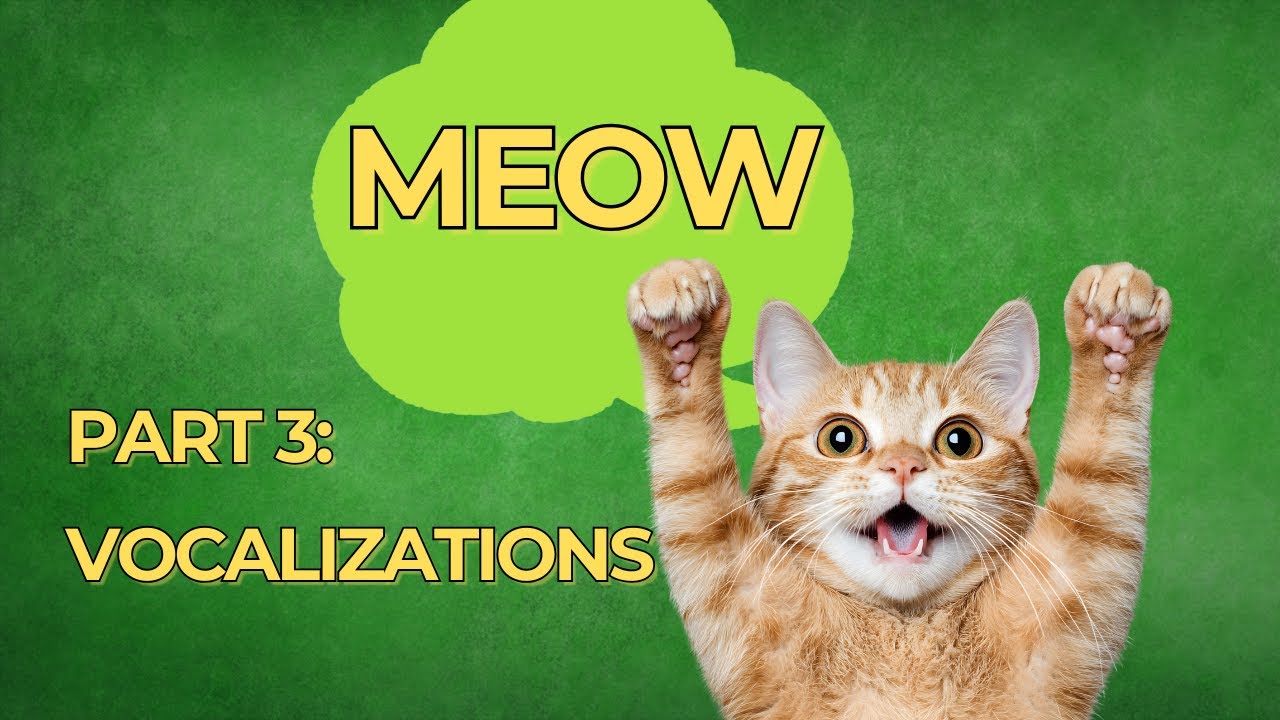 YOUR CAT'S MEOW IS A SECRET CODE: 16 Sounds Decoded!