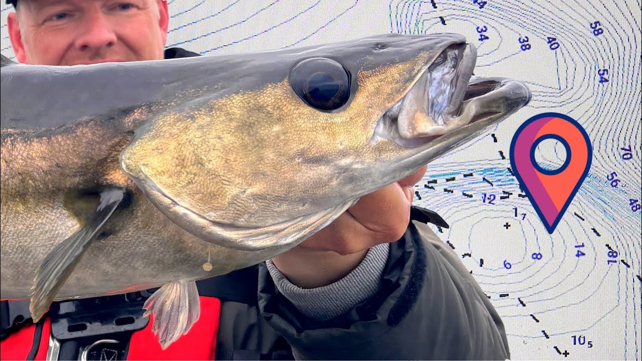 Pollackangeln in Norwegen: Tipps, Tricks und ein Ausnahmefisch!