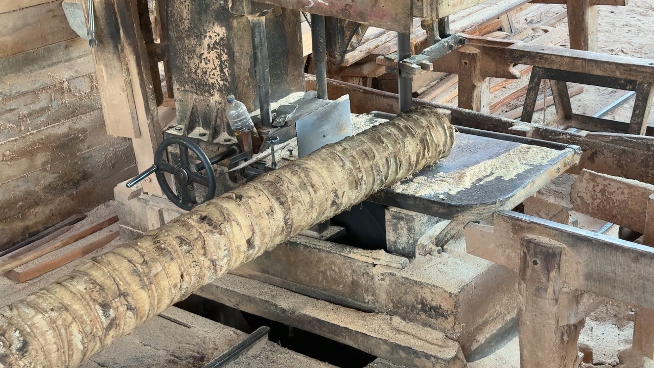 Practical Way to Cut a Coconut Tree into 2x20 Wood