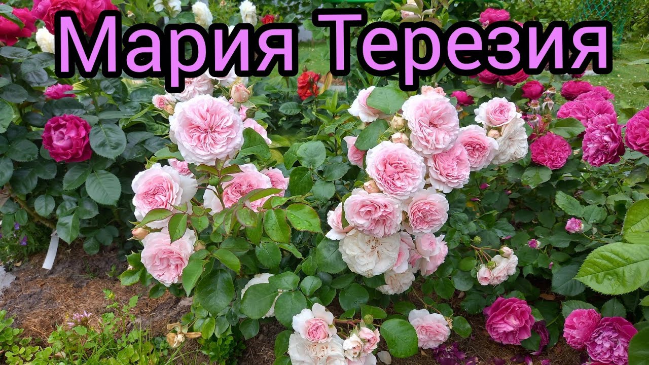 Роза Мария Терезия.