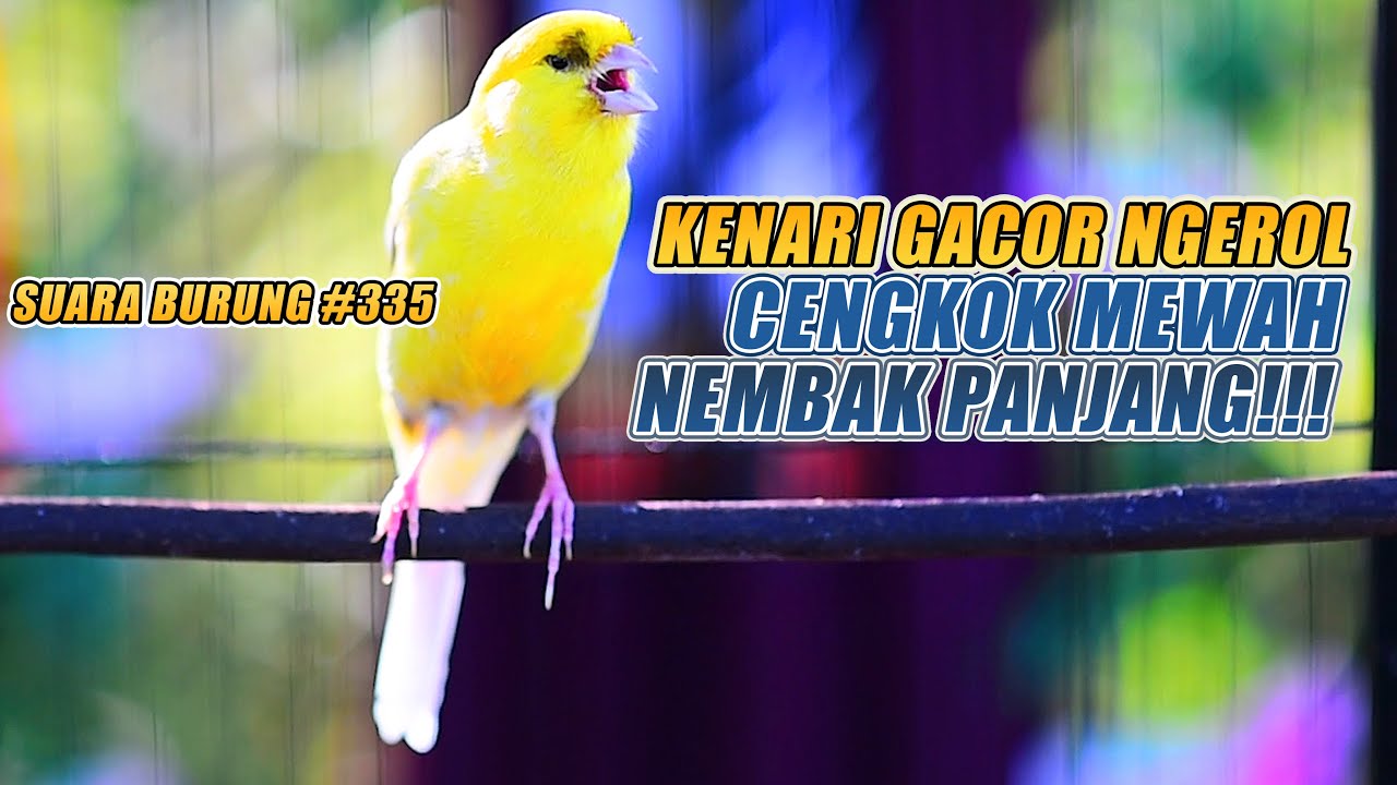 SUARA BURUNG |335| Kenari GACOR PANJANG INI Cocok untuk Masteran KENARI PAUD dan Kenari Macet BUNYI