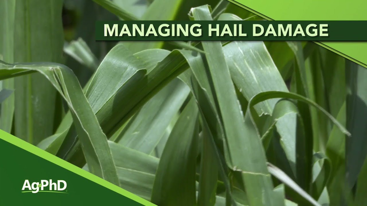 Hail Damage In Crops (From Ag PhD Show #1105 - Air Date 6-9-19)